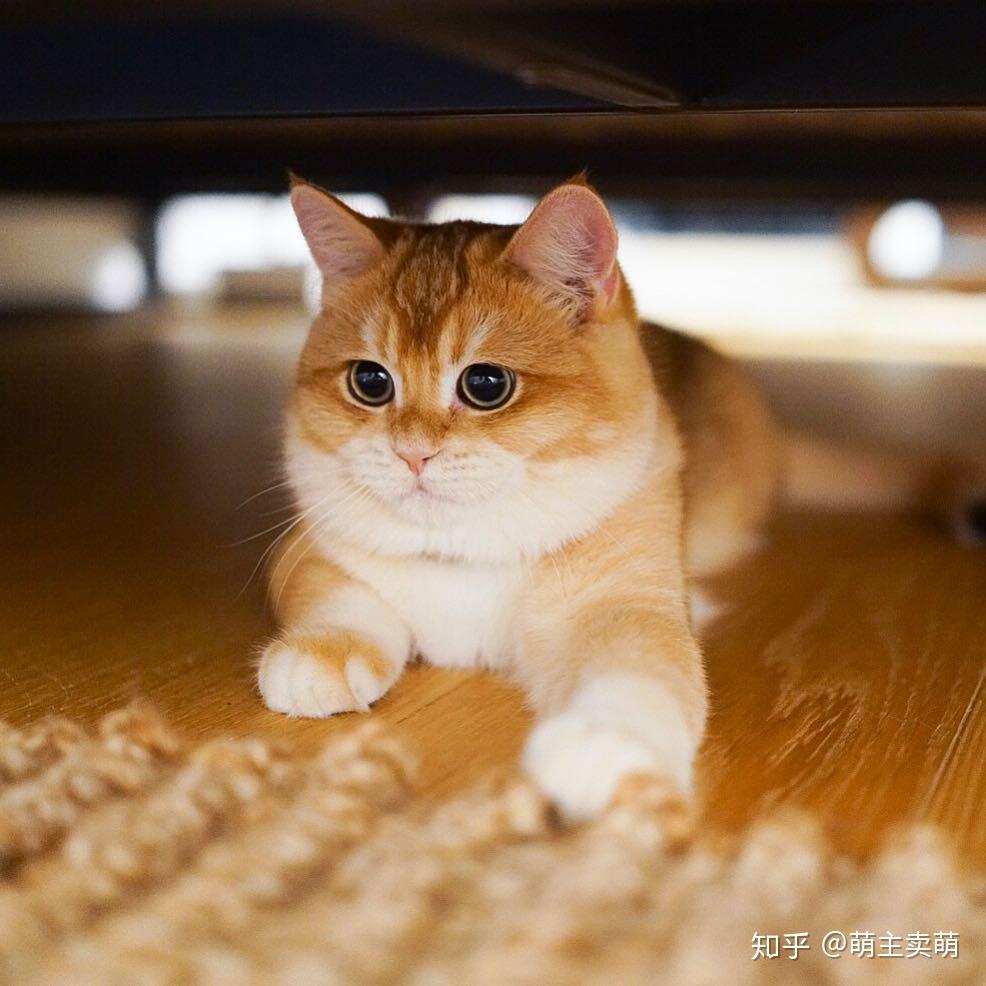 金色英国短毛猫一团燃烧的小火球