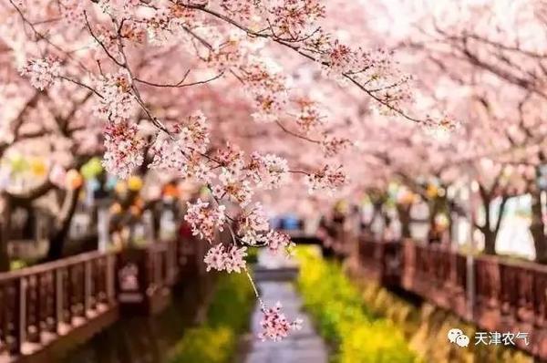 花儿 我想开了 天津人的赏花时间表来了 知乎