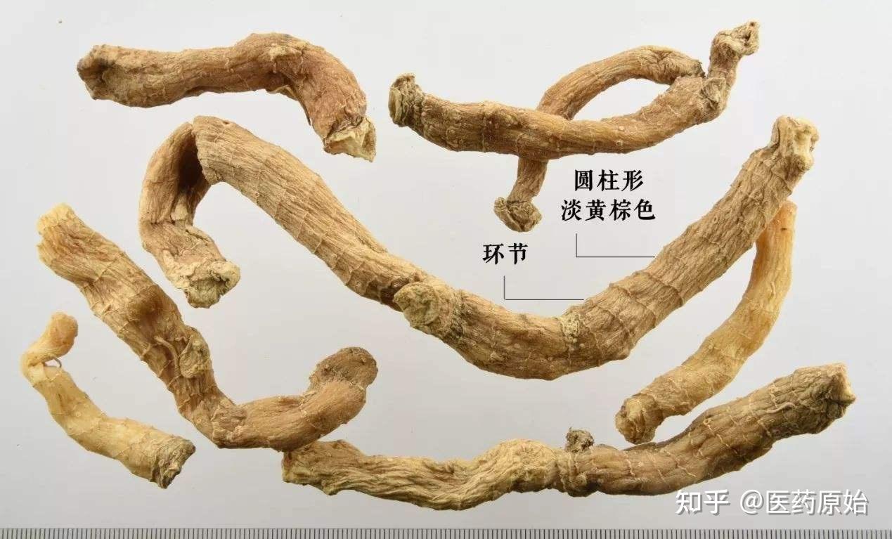 带你识别玉竹