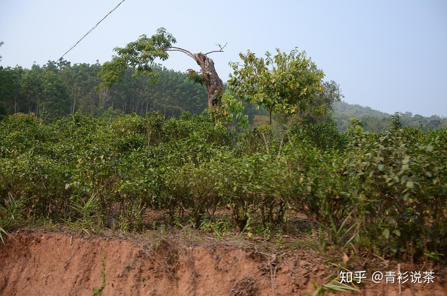 曼松红土烂石孕育的孤傲风骨