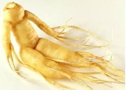 人参的秘密 很多人还不知道 赶紧收藏了 知乎