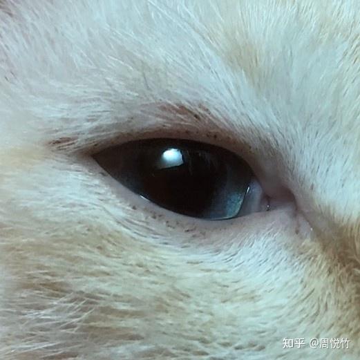 猫咪眼睛周围有小黑点