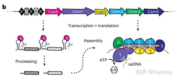 诺奖得主Jennifer Doudna开发新型RNA调控工具CRISPR-Csm，效率更高、脱靶性更低 - 知乎