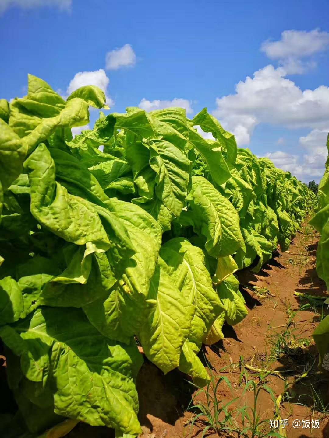在波兰的烟草种植园高清摄影大图-千库网