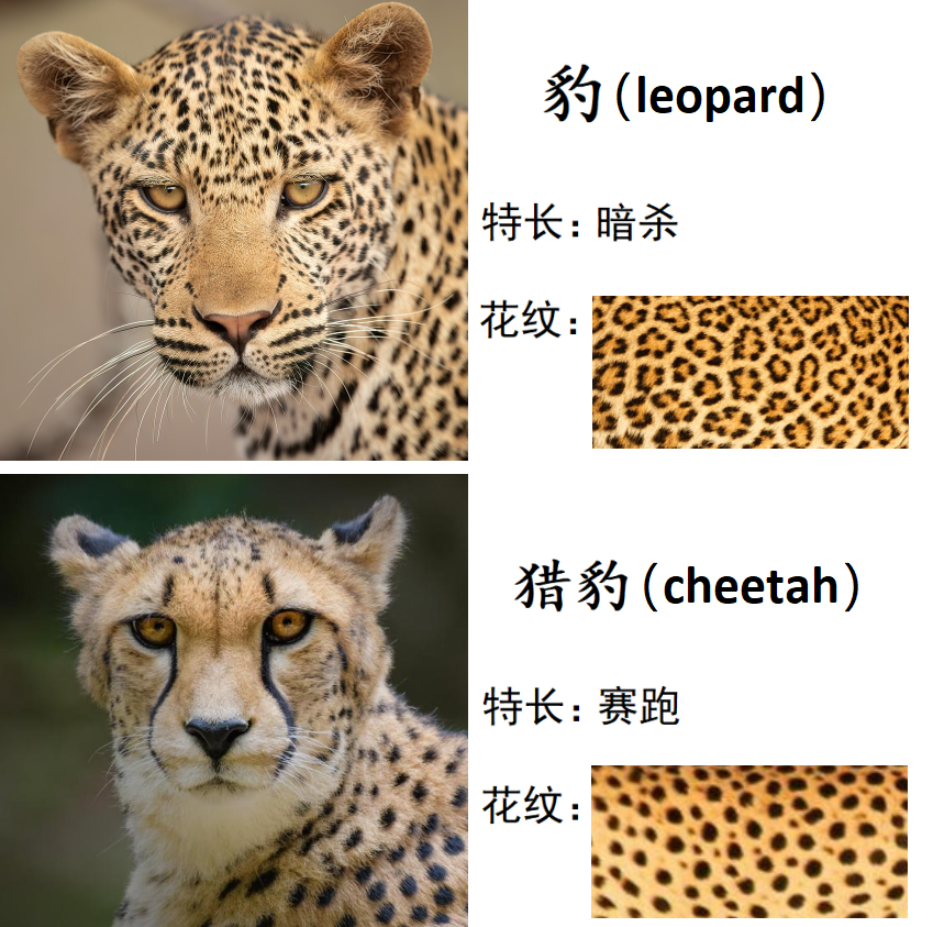 一,豹子和猎豹估计有不少朋友的第一反应是:"啥,猎豹难道不是豹子的