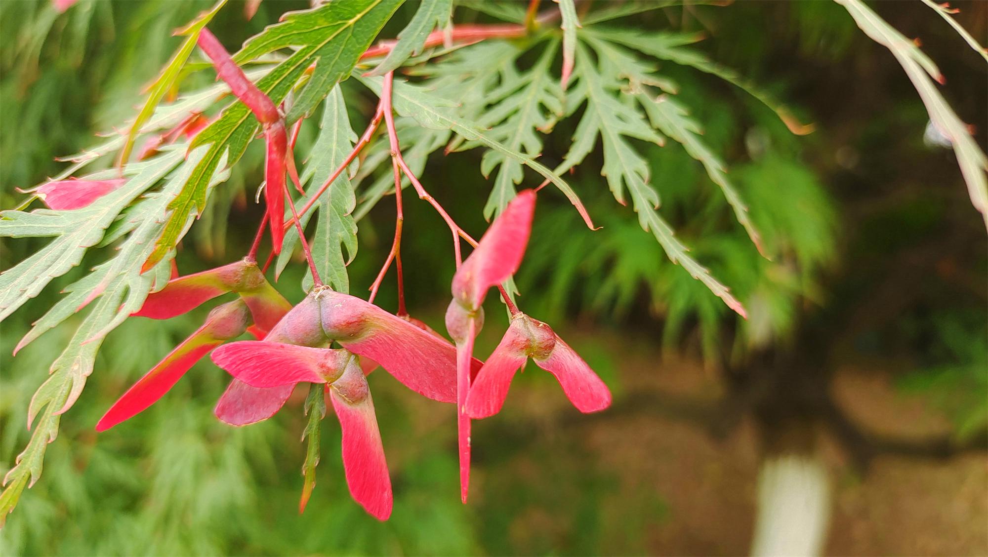吉安随拍红翅槭上长出红蜻蜓