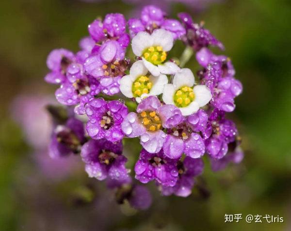 40种春夏植物参考 让你的花园更美些 知乎