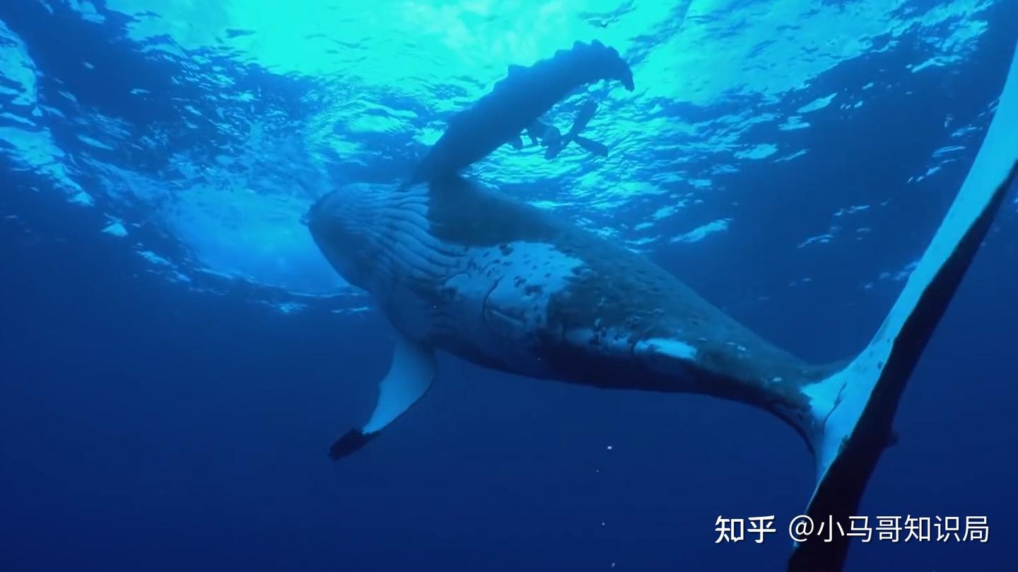 日本发明鲸肉贩卖机，每天销量远超预期，日本为啥非得吃鲸鱼？ - 知乎