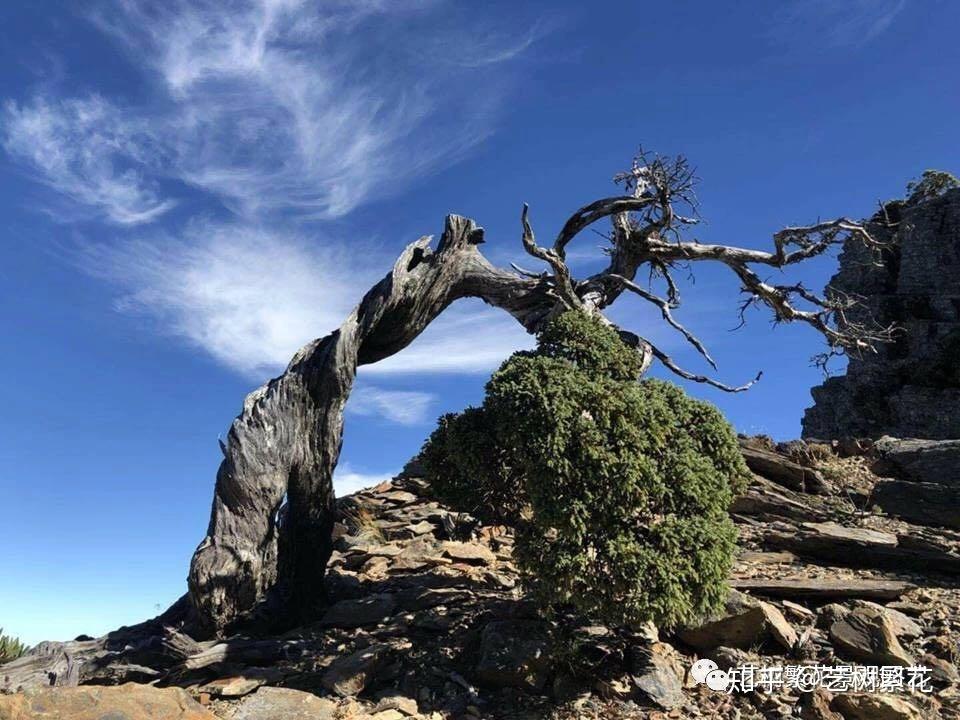 中国盆景的古老沧桑及其所表现的哲学思想- 知乎