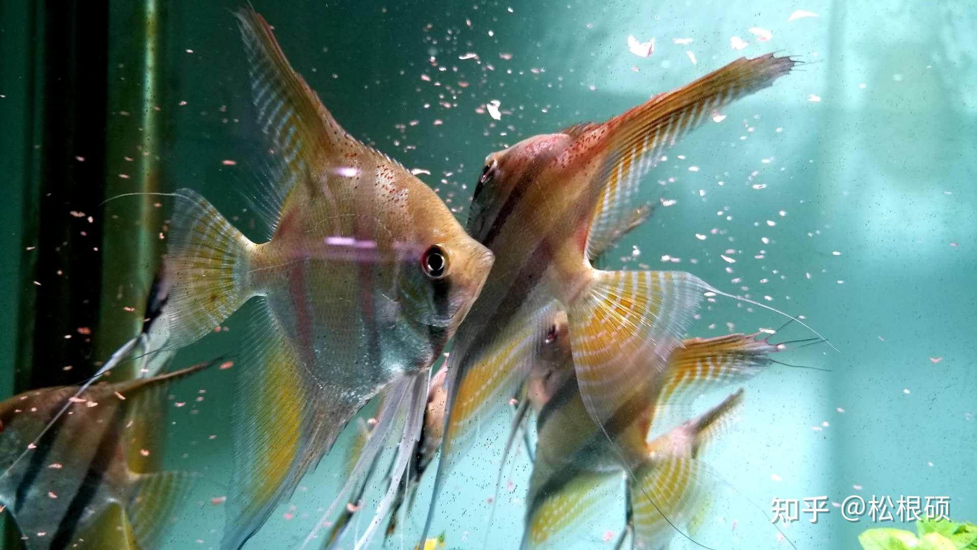 来自巴西的圣伊莎贝尔斯卡