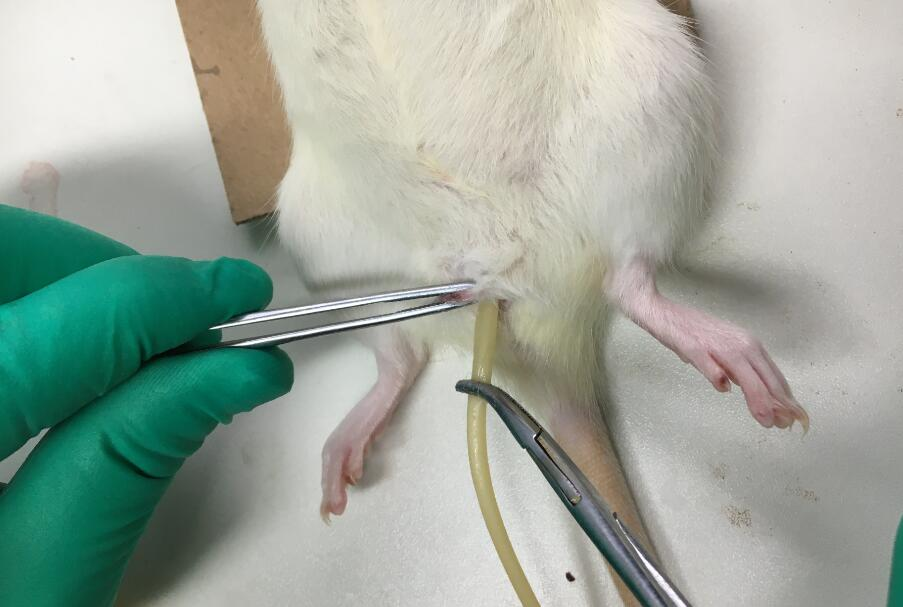 压力性尿失禁(sui)大鼠模型的建模方法 - 知乎