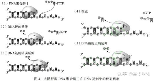 为什么DNA的复制方向是5'端→3'端 - 知乎