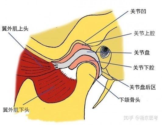 颞下颌关节画图图片