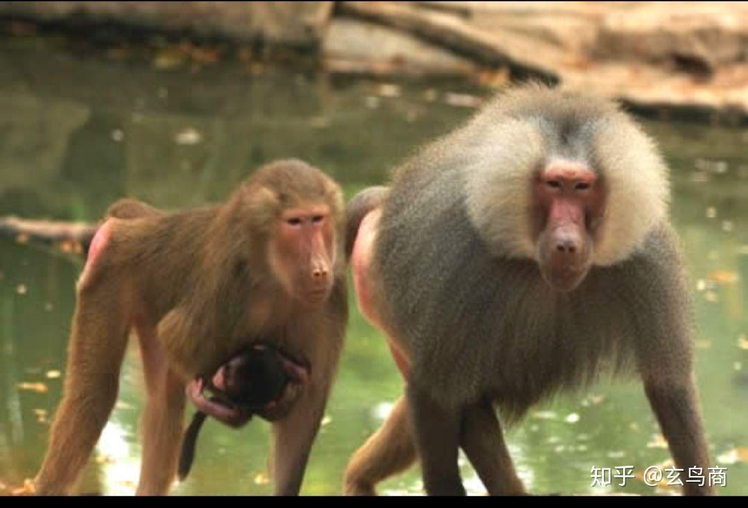 山海经大荒西经图文版分段(三十五)昆仑西王母