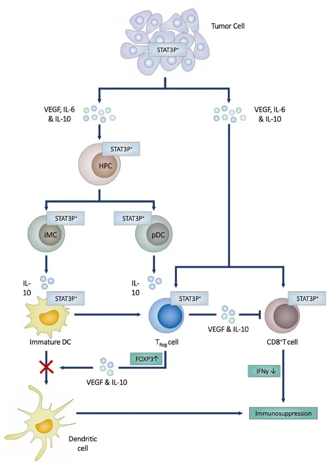 imcs中持續表達il-10,阻斷了樹突狀細胞(dendritic cell, dc)的成熟