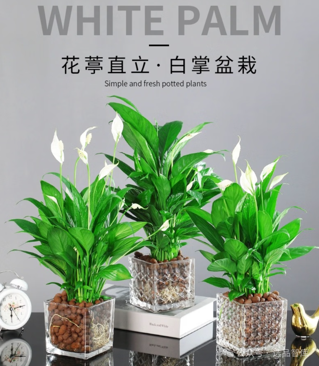 适合室内养绿植推荐:花卉绿植盆栽、高级感、大型绿植、水培、旺宅、养不死的室内绿植