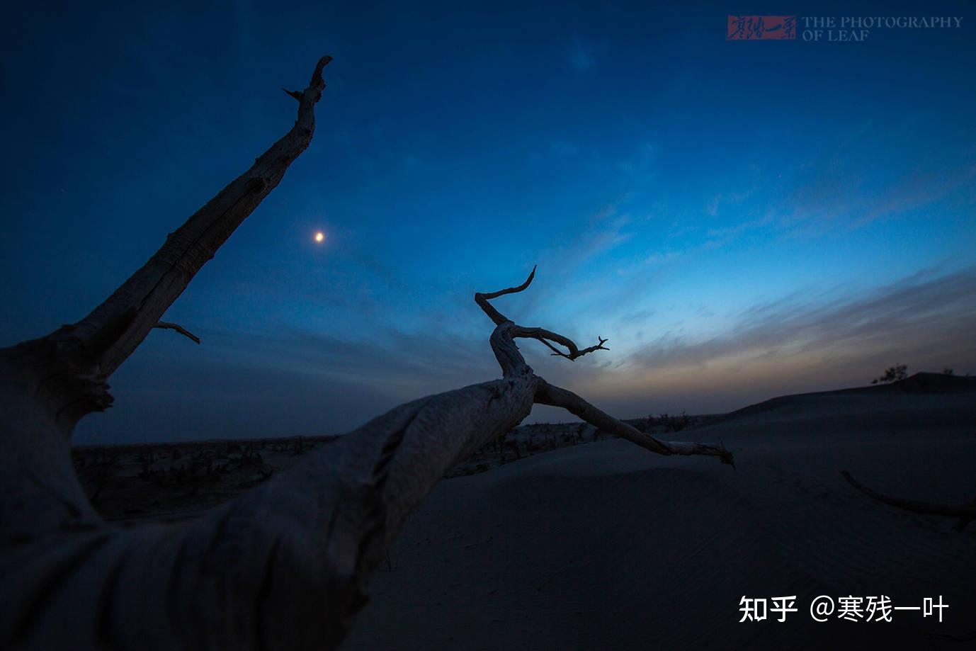新疆塔克拉玛干沙漠深处,上万年的胡杨林整片枯死,实在让人可惜 - 知乎