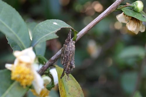 茶园害虫面面观蓑蛾