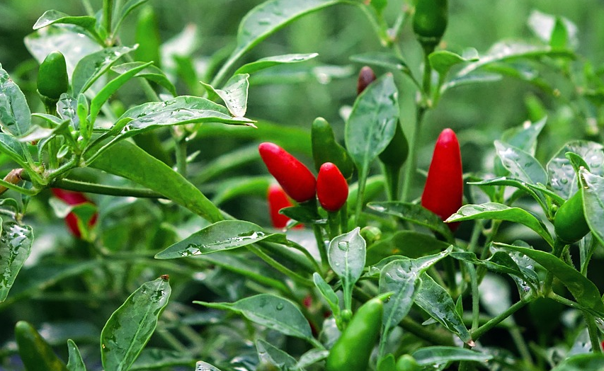 辣椒定植前后管理重点