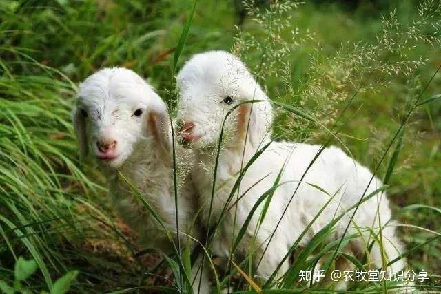 90日龄内羊羔保健措施是什么?可大大提高成活率 - 知乎