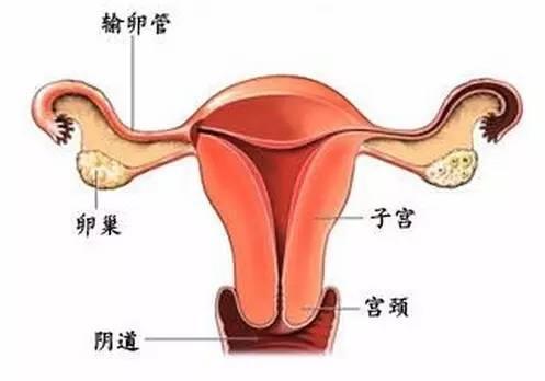 小腹疼痛或是附件炎惹的祸 知乎