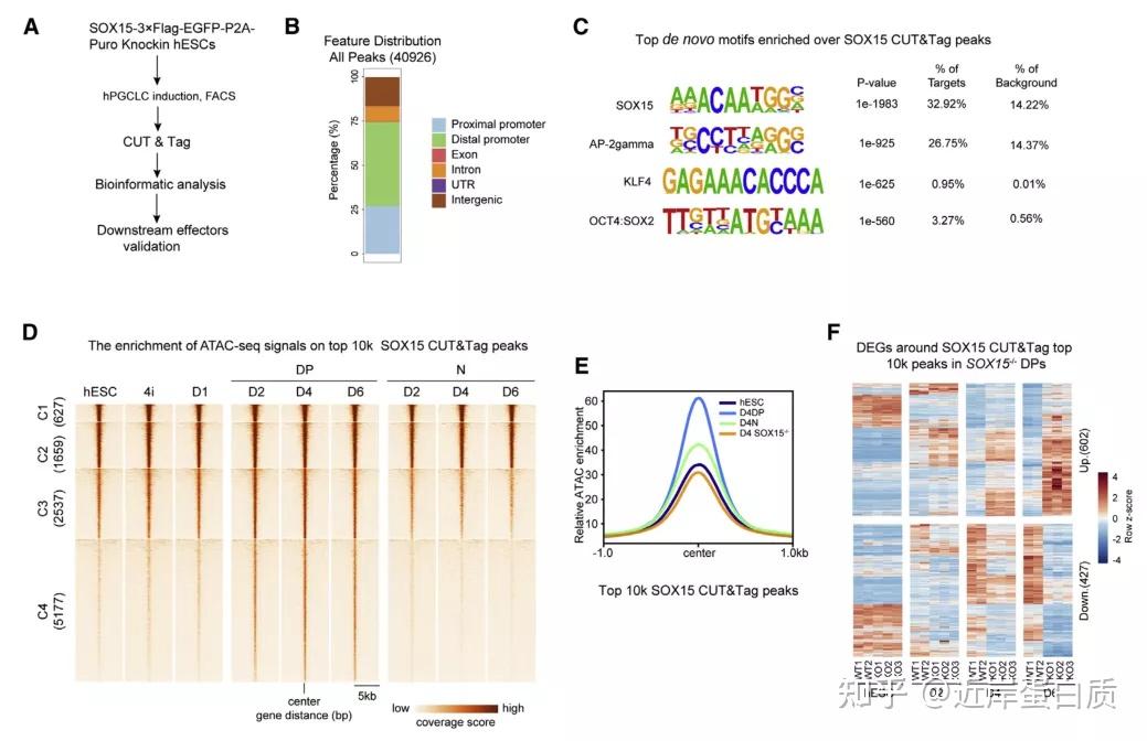 多篇文章解析CUT&Tag技术应用场景 知乎