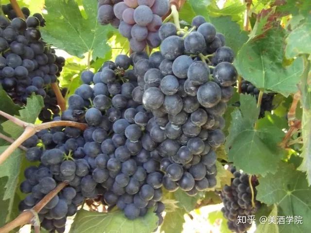佳丽酿每天3分钟读懂一个葡萄品种