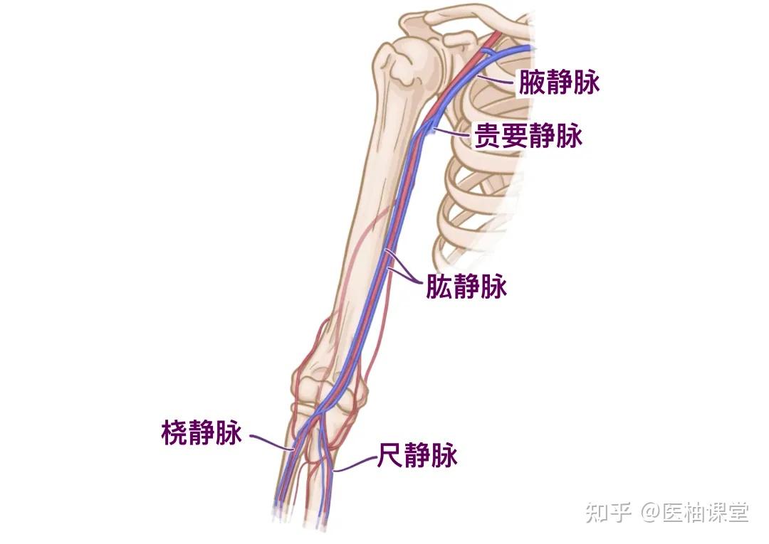 人体解剖学基础:手臂 - 知乎