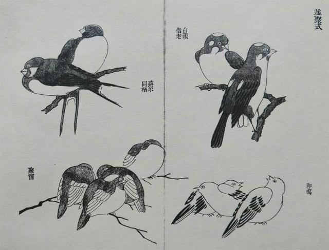 画鸟技法12个步骤分解和21种姿势,让你轻松入门 - 知乎