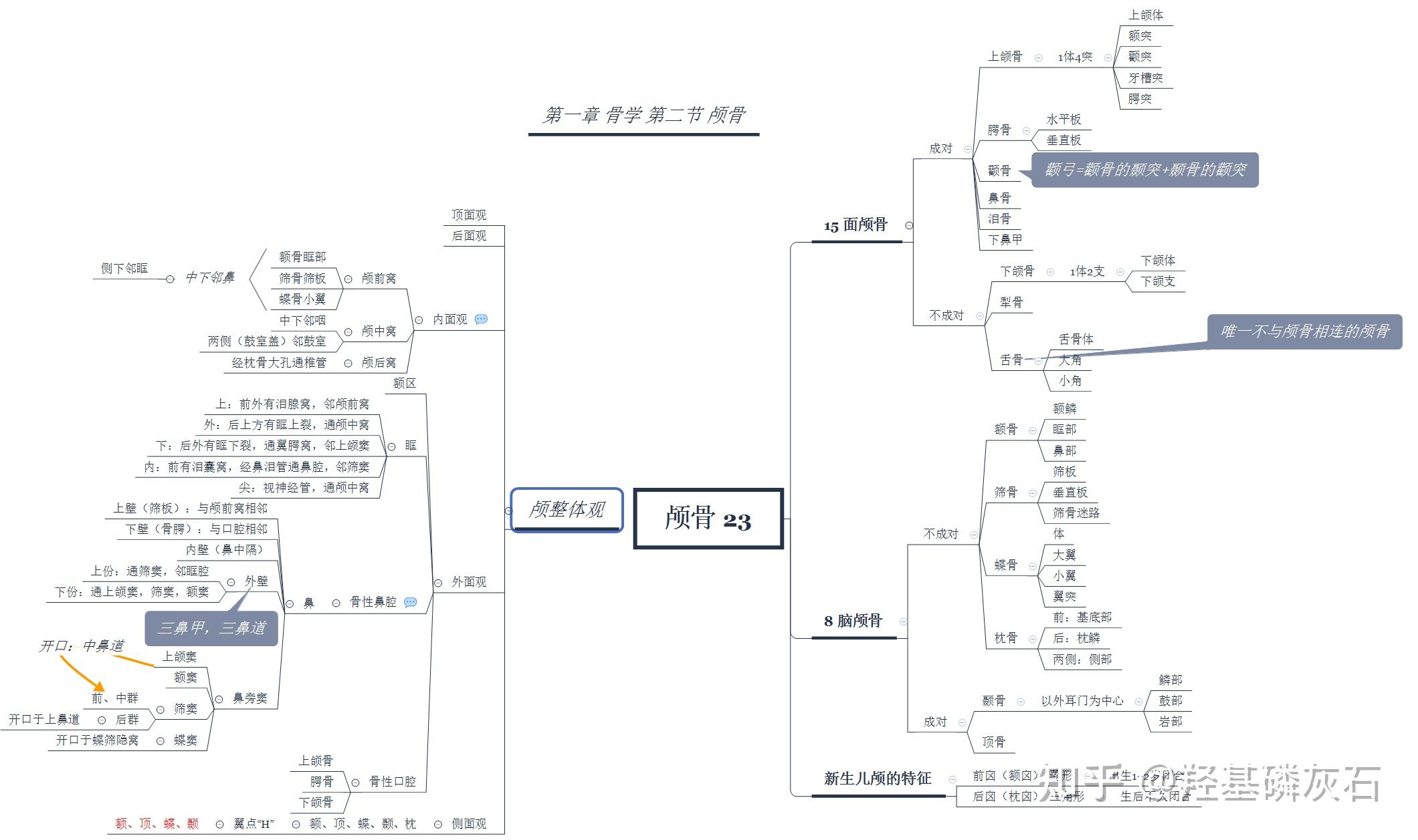 系统解剖学 第一章 骨学（思维导图） 知乎 