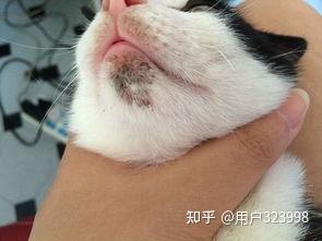 猫咪黑下巴用什么药膏 知乎