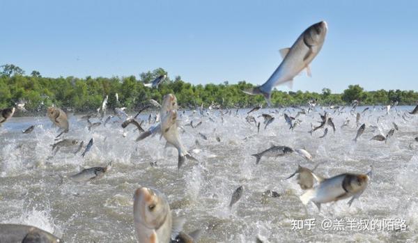 渔乐杂谈:四大家鱼是什么?各有何特点?常见的鲤鱼又为何落榜? - 知乎
