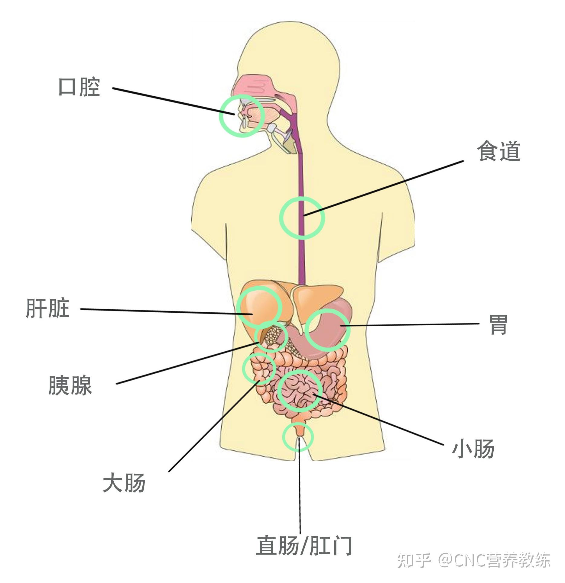 人体肠胃结构图卡通图片