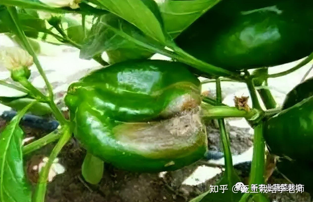 彩椒的脐腐与日灼这些预防措施你知道吗