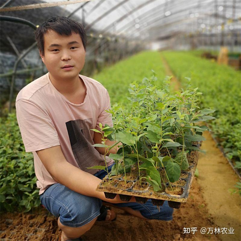 组培吉塞拉6号砧木苗与扦插苗有哪些区别？栽植那种比较好 - 知乎
