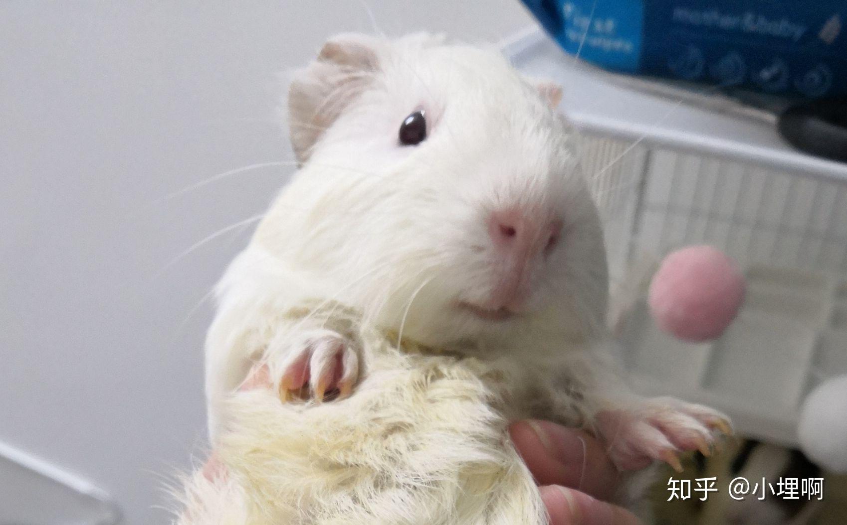 下午时路边的草可以给豚鼠吃吗?