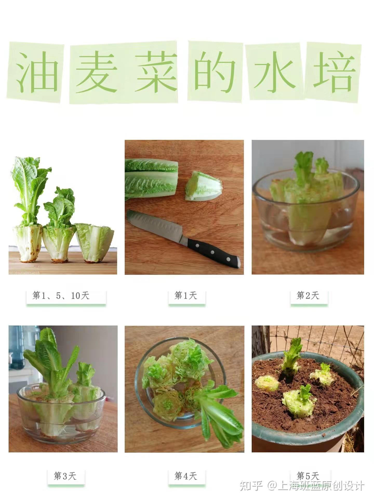 自制水培蔬菜营养液图片