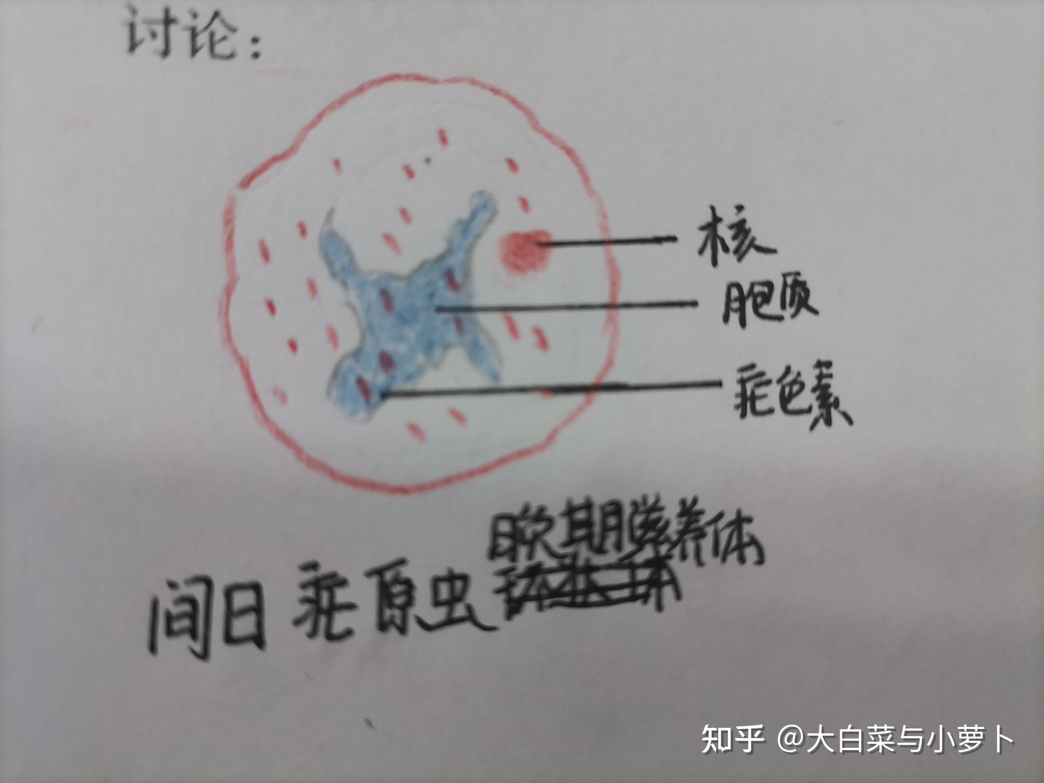 疟原虫红蓝铅笔绘图图片