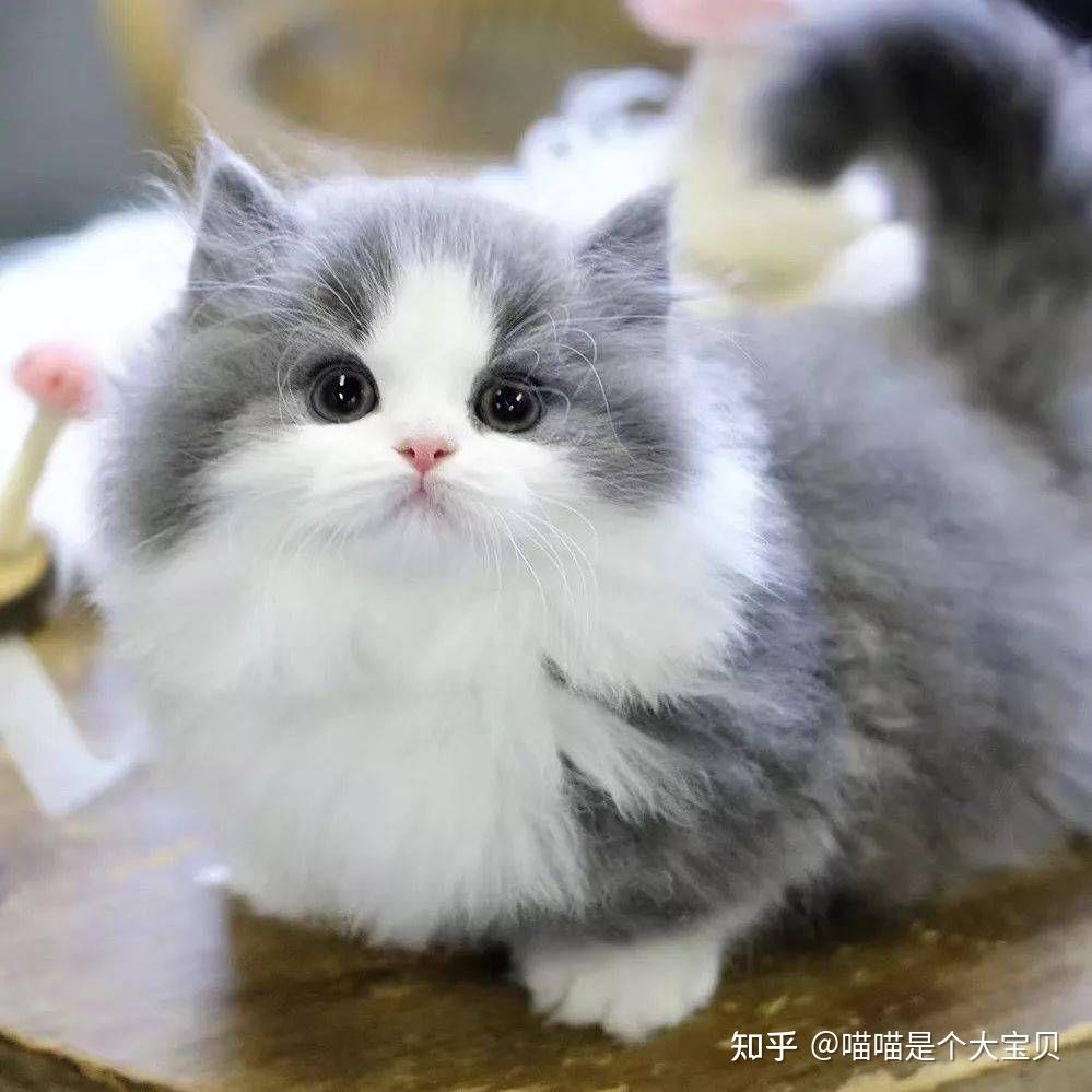 谁还不是颜控？这六种高颜值的“长毛猫”，让你回头率拉满- 知乎