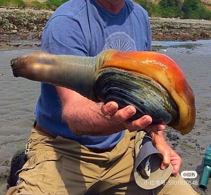 你吃的象拔蚌,可能比你年纪还大【睡前软体动物学391】