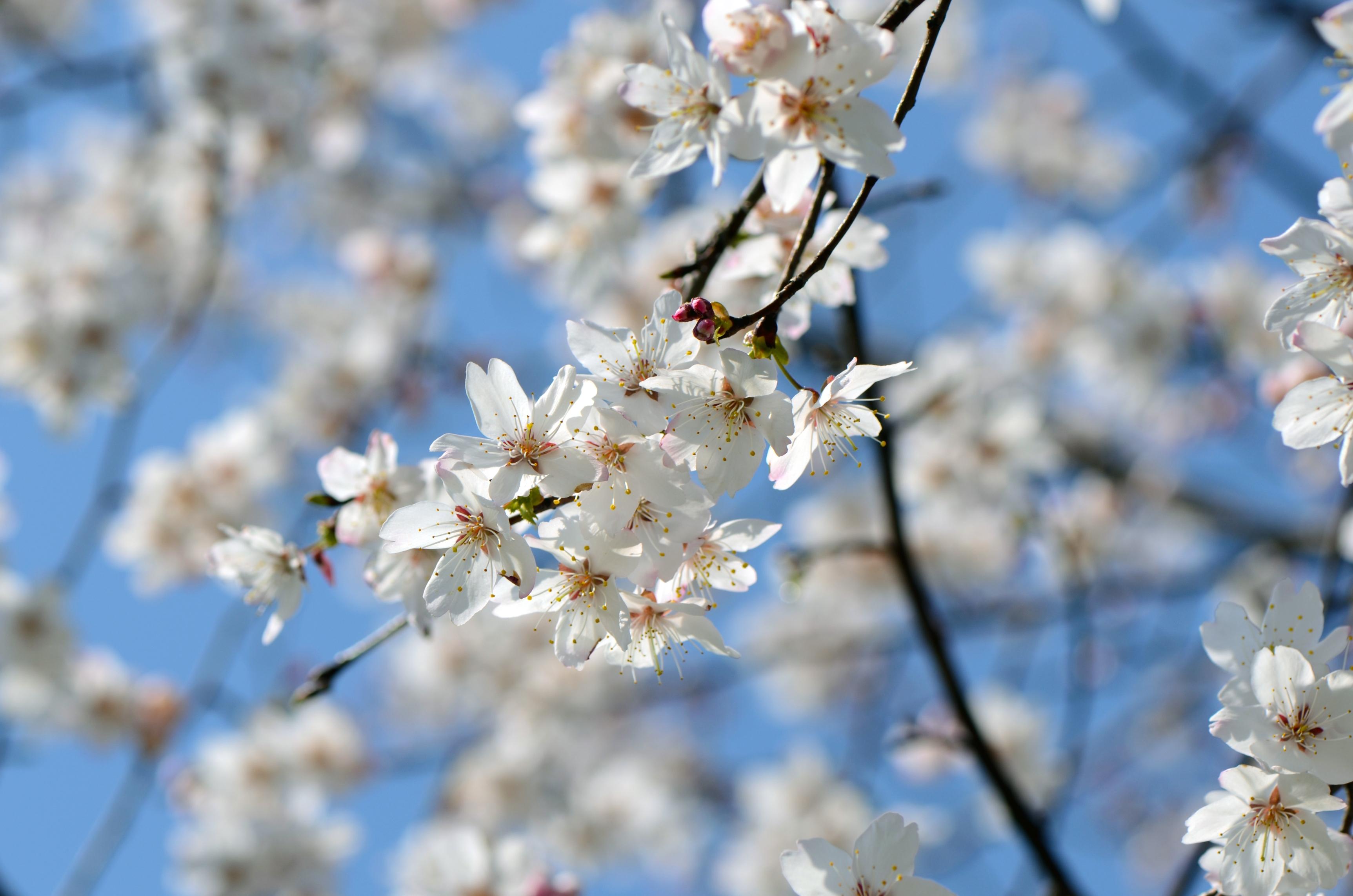春天花卉正午光照下樱花户外花朵盛开摄影图配图高清摄影大图-千库网