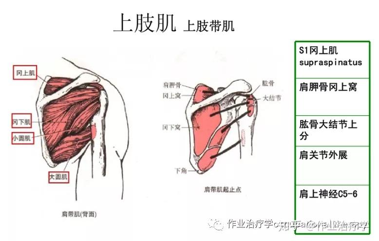 肩周围的稳定肌