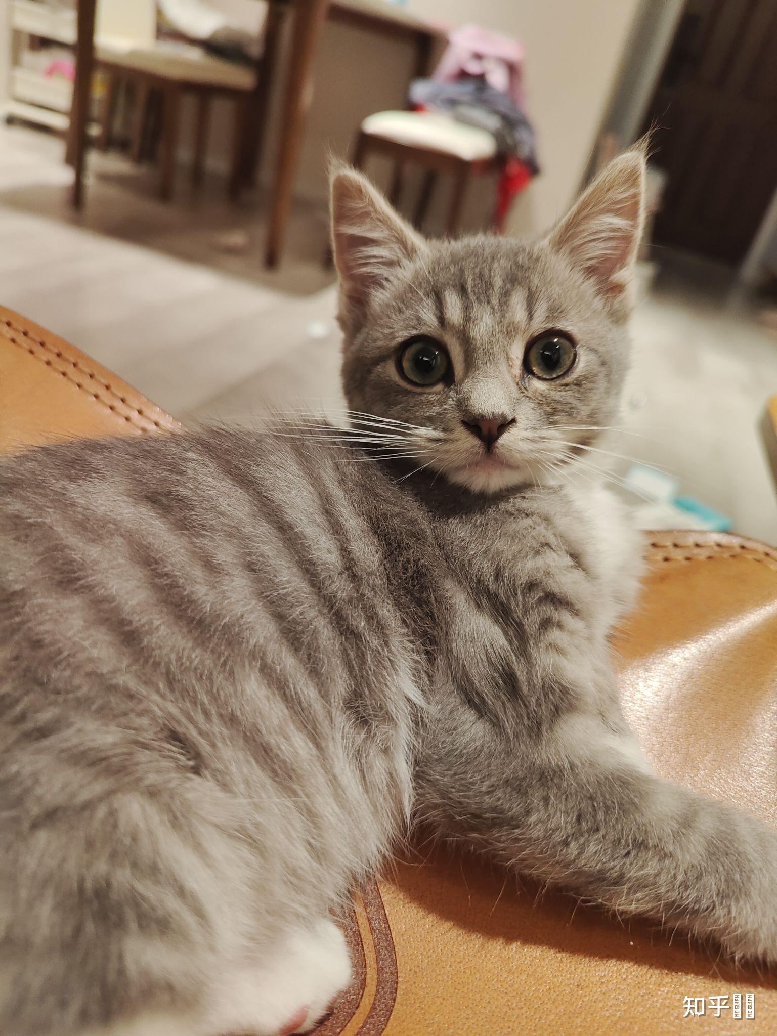 灰色狸花猫罕见吗? - 知乎