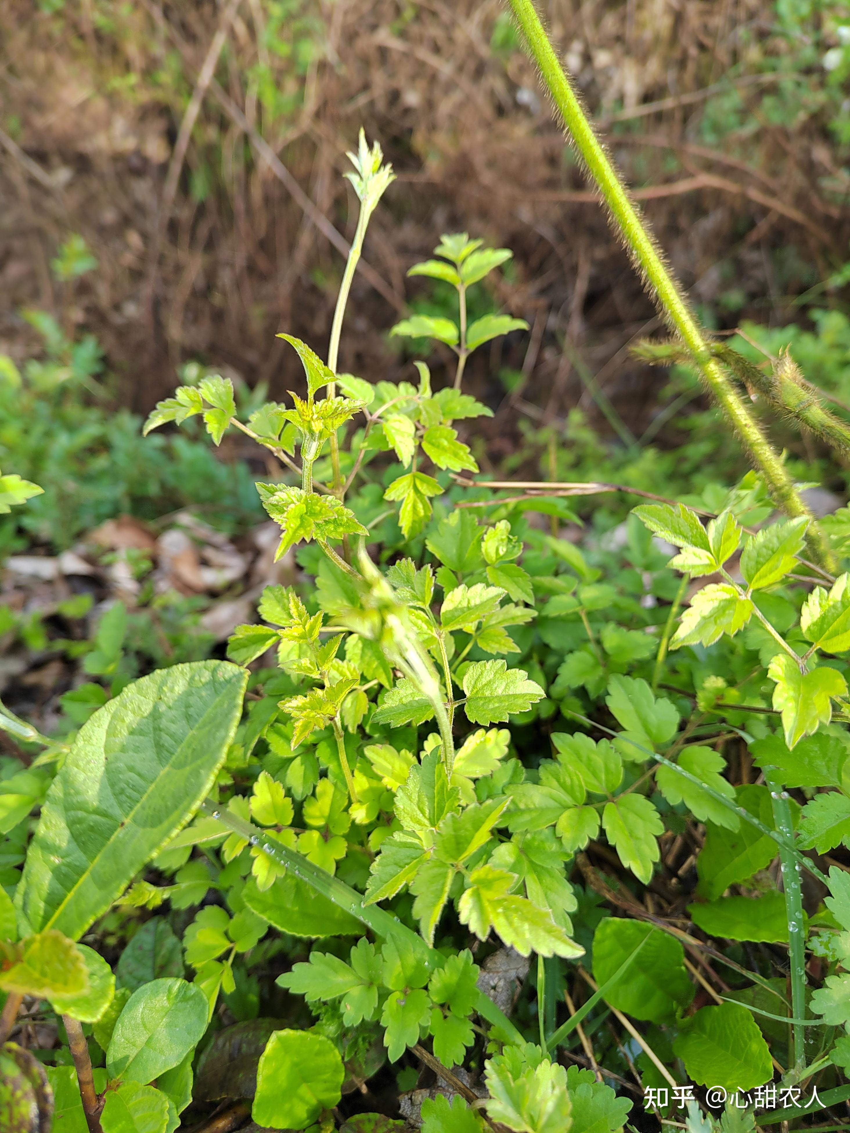 野菜鸡屎藤地埂田间和沟沟边很多炒鸡蛋好吃