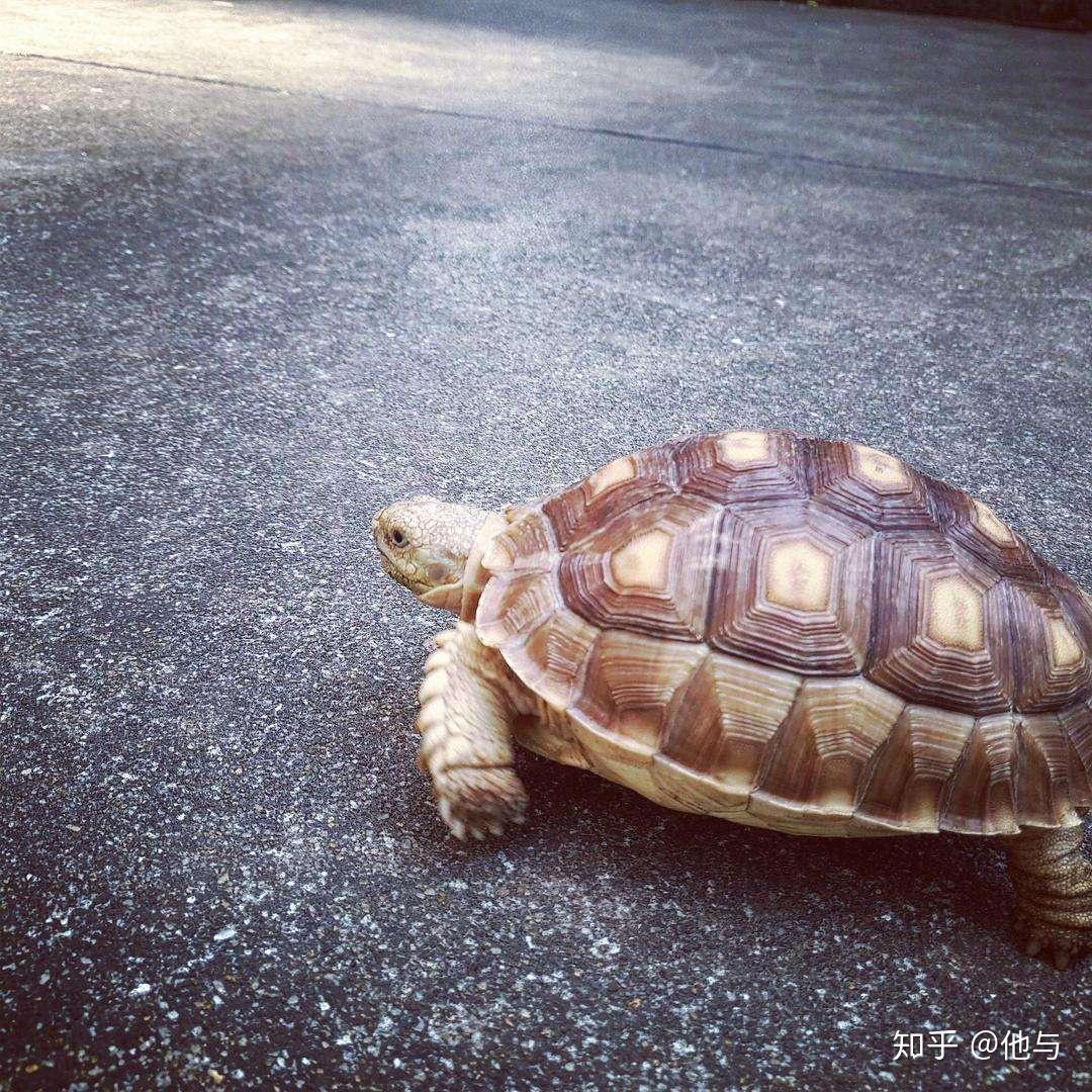 如何把一只龟养成高背