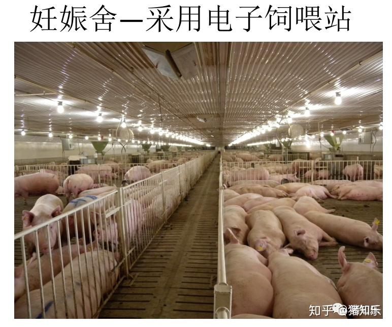 参观学习美国现代化高效养猪场（图文）—猪知乐整理 - 知乎