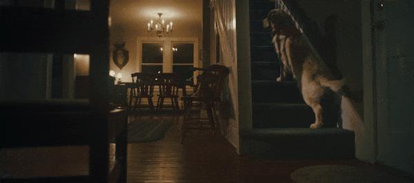 《冷猫狗》今年最颠覆！限制级禁忌挑战