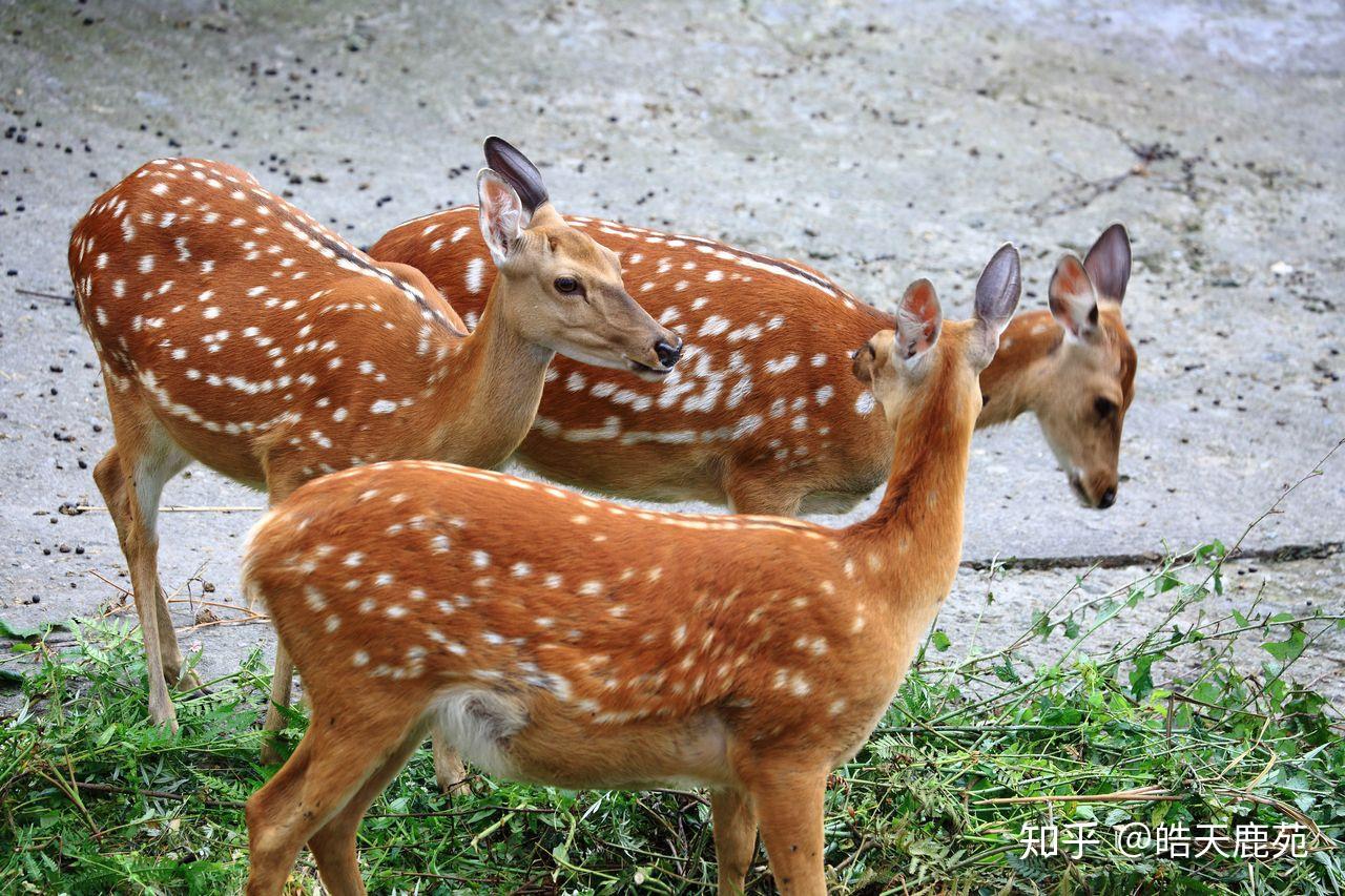 四川唐家河保护区：小麂 - 中国自然保护区生物标本资源共享平台