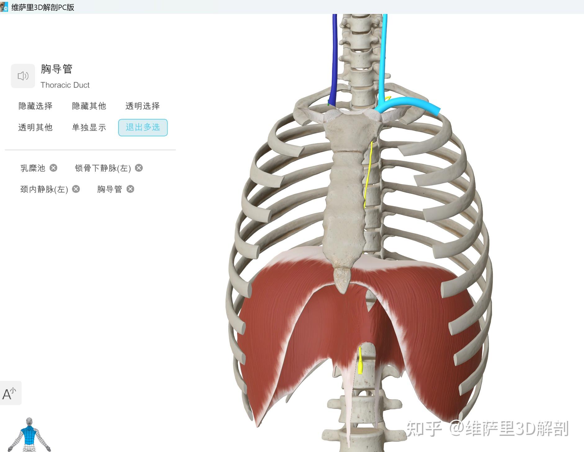 专升本/执医考点:胸导管注入左静脉角,维萨里3D解剖看清夹角位置。 - 知乎