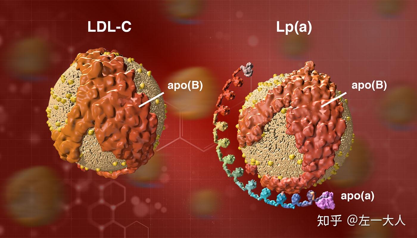 关于脂蛋白lpa的十件事和女性激素的关系